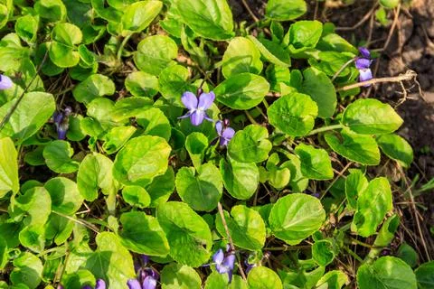 Wild violets on a meadow at spring Stock Photos