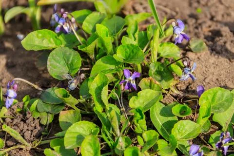 Wild violets on a meadow at spring Stock Photos
