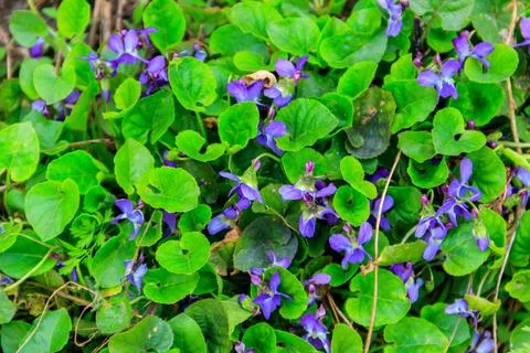 Wild violets on a meadow at spring Stock Photos