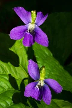 Wild Violets Stock Photos