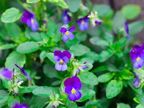Wild violets Stock Photos