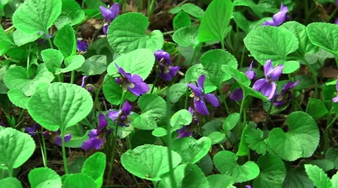 Wild violets in the woods Stock Footage 68901760