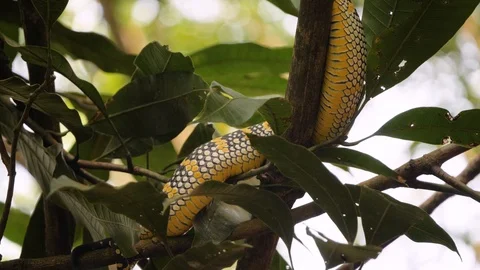 Wild viper snake on branch in Sumatran rainforest - moving camera slow Stock Footage 121716974