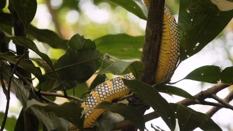 Wild viper snake on branch in Sumatran rainforest - moving camera slow Stock Footage 121716980