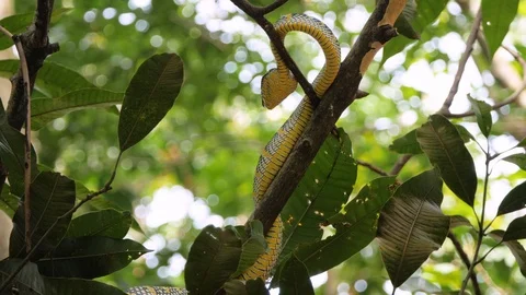 Wild viper snake on branch in Sumatran rainforest in slow motion Stock Footage 121717005