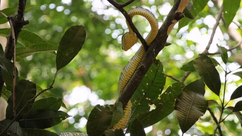 Wild viper snake on branch in Sumatran rainforest Stock Footage 121717022