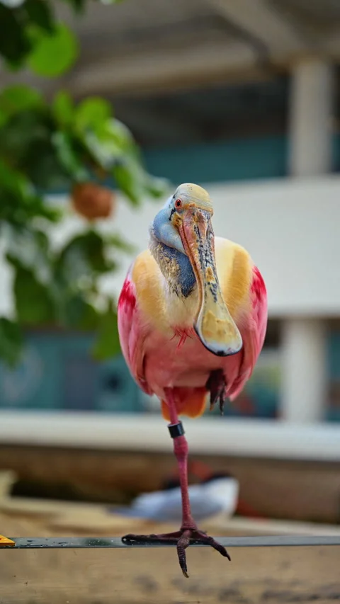 Wild wading pink bird standing on one foot. Stunning Roseate Spoonbill dwelling Stock Footage 334810832