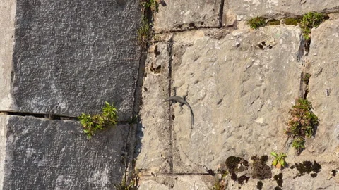 Wild wall lizard climbing a weathered old stone wall with a green plant Vídeo Stock 336385403