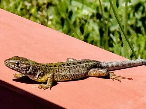 Wild Wall Lizard Relaxing on Red Wooden Fence in Summer Sunlight. Stock Photos