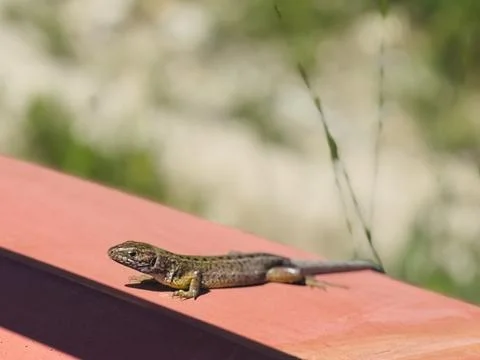 Wild Wall Lizard Relaxing on Red Wooden Fence in Summer Sunlight. Stock Photos