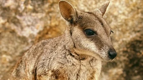 Wild Wallaby Stock Footage 88068238