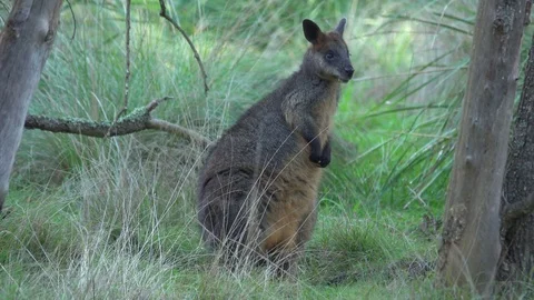 Wild Wallaby standing in the forest Stock Footage 83868531