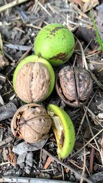 Wild walnuts in green husks on ground with split shells and wrinkled brown nu 写真素材