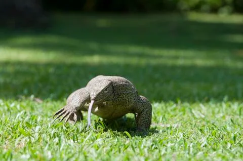 Wild waranus in chase of a prey Stock Photos