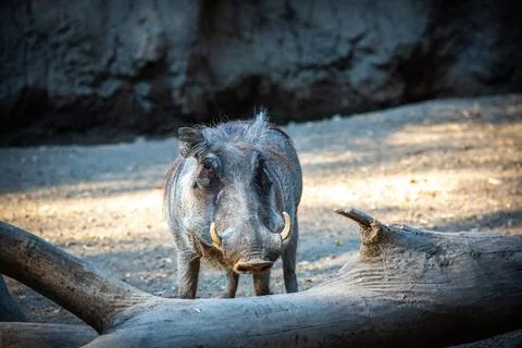 Wild warthog ambling through a desolate landscape composed of arid earth an.. Stock Photos