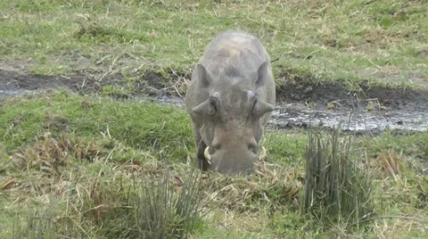 Wild warthog grazing Stock Footage 10584664