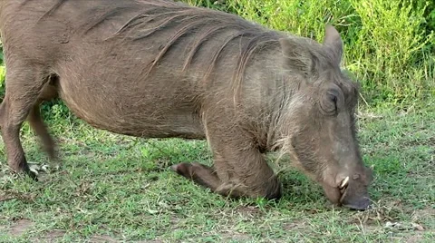 A WILD Warthog or Common Warthog feeding on grass in Uganda, Africa. Stock Footage 11327922