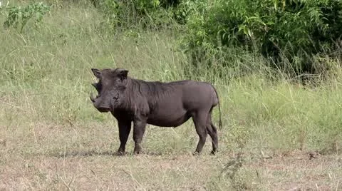 A WILD Warthog or Common Warthog watches for trouble in Uganda, Africa. Stock Footage 11329196