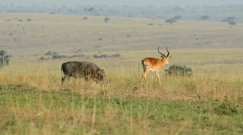 A WILD Warthog or Common Warthog (Phacochoerus africanus), Murchison Falls Natio Stock Footage 60834191