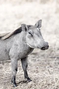 Wild warthog Stock Photos