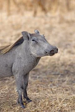 Wild warthog Stock Photos