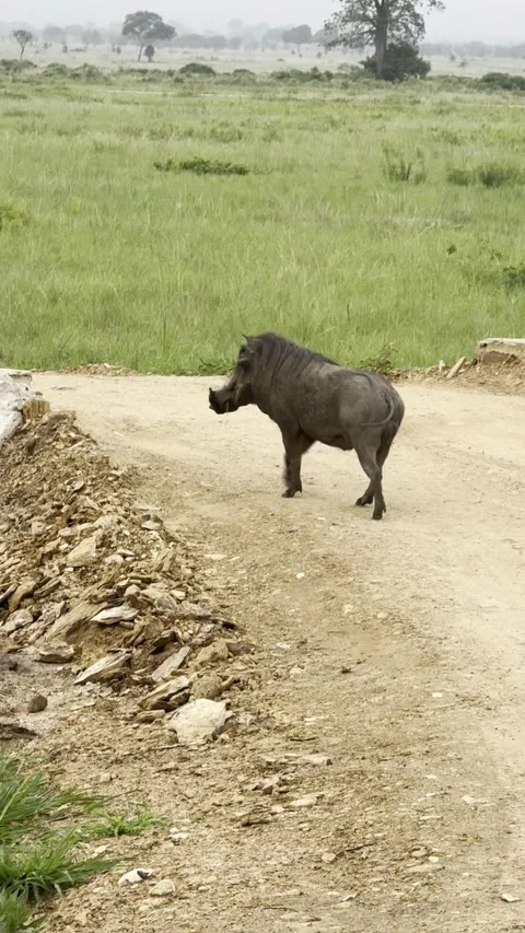 Wild warthog running on dirt road in front of safari vehicle vertical Stock Footage 344476792