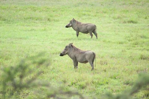 Wild warthogs on the green grass Stock Photos