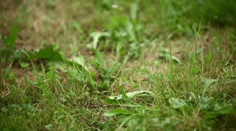 Wild wasp hive in the park Stock Footage 46434711