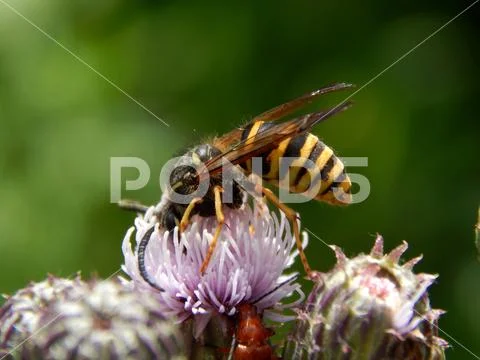 Wild wasp in nature on meadow flowers close-up Stock Photos