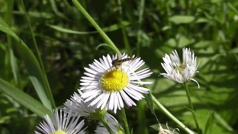 A wild wasp sits on a small chamomile and drinks nectar from a flower Stock Footage 157056988