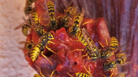 Wild wasps colony while eating meat food wastage, animal insect environment Stock Footage 158710704