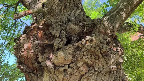 Wild wasps flying out of a nest inside a large tree trunk hollow Stock Footage 342060520