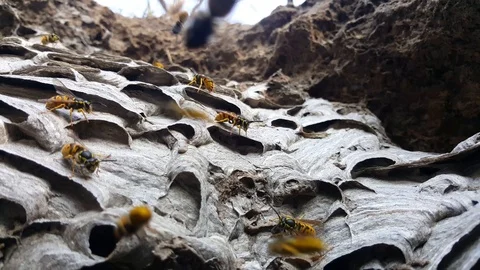 Wild wasps Video stock 105039248