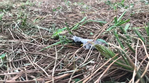 Wild Wasps Scavenging Dead Mouse on Forest Floor Stockbeeldmateriaal 333522648