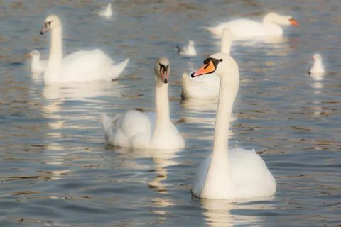 Wild water birds Stock Photos