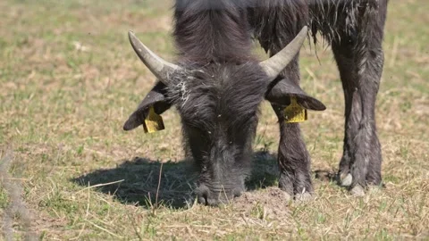 Wild water buffalo (Bubalus arnee) grazing 動画素材 337554918