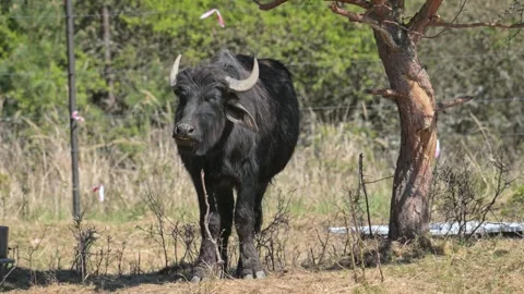 Wild water buffalo (Bubalus arnee) grazing Stock Footage 337880616