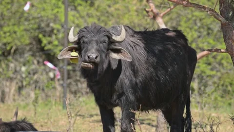 Wild water buffalo (Bubalus arnee) grazing 動画素材 339078768