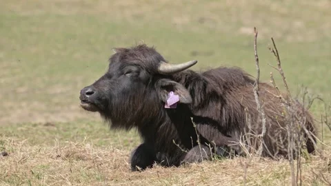 Wild water buffalo (Bubalus arnee) grazing Video stock 340222952