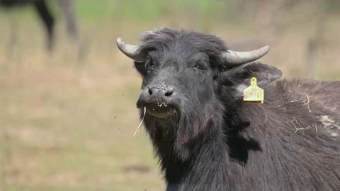 Wild water buffalo (Bubalus arnee) chewing Stock Footage 340413381