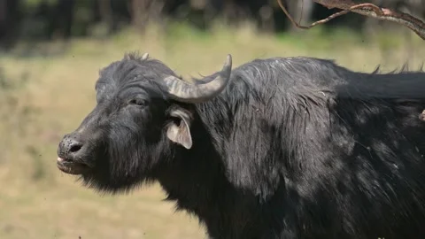 Wild water buffalo (Bubalus arnee) grazing Vídeos de archivo 342591091