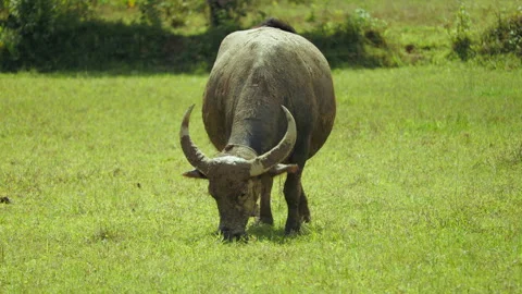 Wild water buffalo Bubalus bubalis grazing expansive vibrant green grass field Stock Footage 318200792