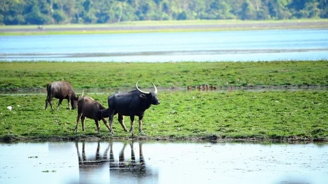 Wild water buffalo Stock Footage 87721901