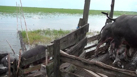 Wild Water Buffalo Stock Footage 252874995