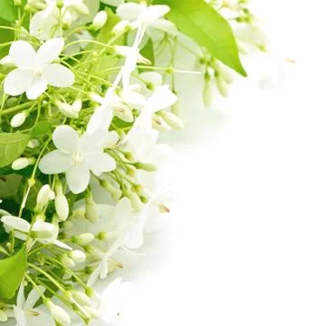 Wild water plum Stock Photos