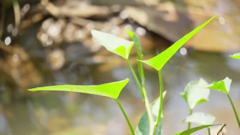 Wild Water Spinach Growing in Rice Field Stock-Footage 337143431