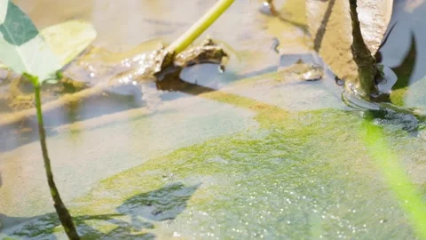 Wild Water Spinach Growing in Rice Field Video stock 337143434