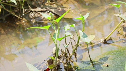 Wild Water Spinach Growing in Rice Field Stock-Footage 337143435