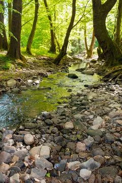 Wild water stream in the forest Stock Photos