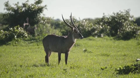 A Wild Waterbuck Looking at Camera and Eating Stock Footage 331542391